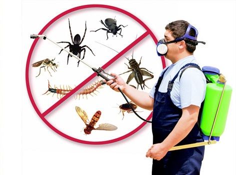 أفضل شركة ابادة حشرات بخبرة ومبيدات مستوردة آمنة