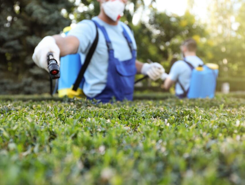 أفضل شركة ابادة نمل في مصر بمبيدات آمنة